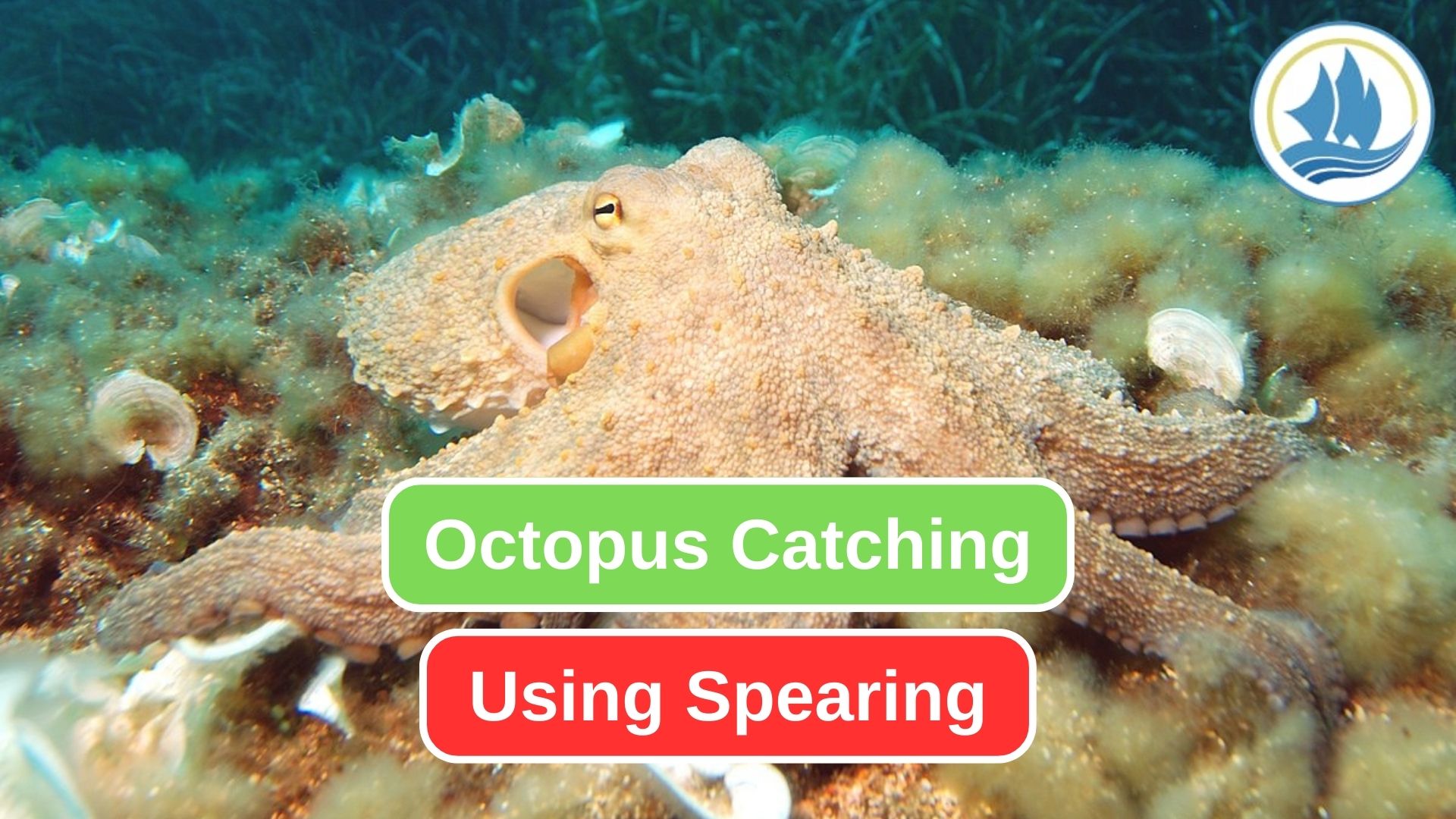 Octopus Catching Journey using Spearing Methods
